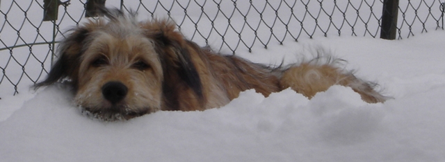 Sam im Schnee.
